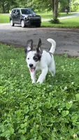 Codename: Pudgy, a female Great Pyrenees and Poodle - Standard  for sale in Nicholasville, KY – 3 of 5