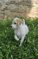 Codename: Whitey, a female Great Pyrenees and Poodle - Standard  for sale in Nicholasville, KY – 3 of 5