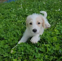 Codename: Whitey, a female Great Pyrenees and Poodle - Standard  for sale in Nicholasville, KY – 2 of 5