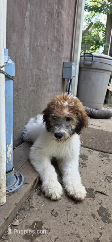 Codename: Booger – Great Pyrenees, Poodle - Standard  puppy for sale in Nicholasville, KY