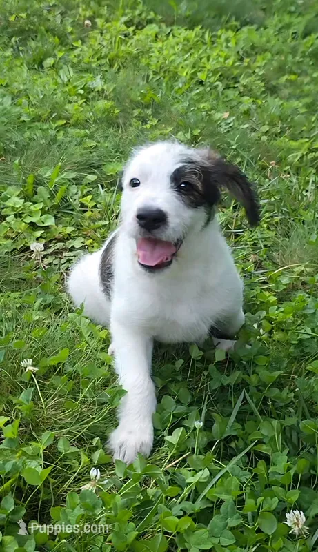 Codename: Pudgy – Great Pyrenees, Poodle - Standard  puppy for sale in Nicholasville, KY
