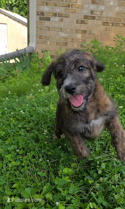 Codename: Brindle – Great Pyrenees, Poodle - Standard  puppy for sale in Nicholasville, KY