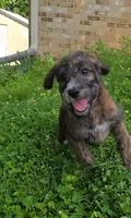 Codename: Brindle, a female Great Pyrenees and Poodle - Standard  for sale in Nicholasville, KY – 1 of 5