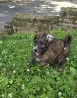 Codename: Brindle, a female Great Pyrenees and Poodle - Standard  for sale in Nicholasville, KY – 2 of 5