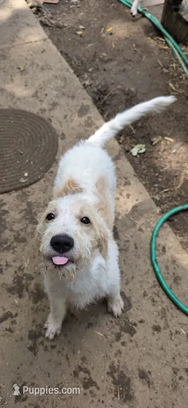 Codename: Whitey – Great Pyrenees, Poodle - Standard  puppy for sale in Nicholasville, KY