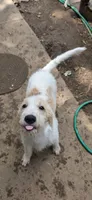 Codename: Whitey, a female Great Pyrenees and Poodle - Standard  for sale in Nicholasville, KY – 1 of 8