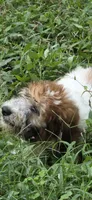 Codename: Booger, a male Great Pyrenees and Poodle - Standard  for sale in Nicholasville, KY – 2 of 8