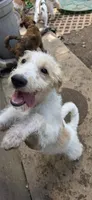 Codename: Whitey, a female Great Pyrenees and Poodle - Standard  for sale in Nicholasville, KY – 2 of 8