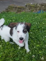 Codename: Pudgy, a female Great Pyrenees and Poodle - Standard  for sale in Nicholasville, KY – 2 of 5