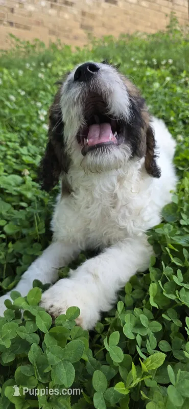 Codename: Booger – Great Pyrenees, Poodle - Standard  puppy for sale in Nicholasville, KY