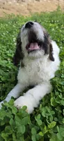 Codename: Booger, a male Great Pyrenees and Poodle - Standard  for sale in Nicholasville, KY – 1 of 5