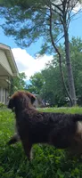 Codename: Brownie, a male Great Pyrenees and Poodle - Standard  for sale in Nicholasville, KY – 2 of 5