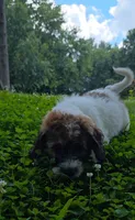 Codename: Booger, a male Great Pyrenees and Poodle - Standard  for sale in Nicholasville, KY – 3 of 5