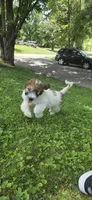 Codename: Booger, a male Great Pyrenees and Poodle - Standard  for sale in Nicholasville, KY – 3 of 8