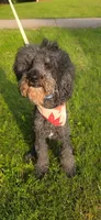 Codename: Brownie, a male Great Pyrenees and Poodle - Standard  for sale in Nicholasville, KY – 4 of 5