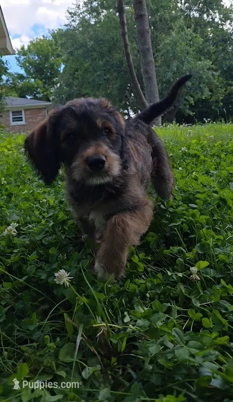 Codename: Brownie – Great Pyrenees, Poodle - Standard  puppy for sale in Nicholasville, KY