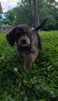 Codename: Brownie, a male Great Pyrenees and Poodle - Standard  for sale in Nicholasville, KY – 1 of 5