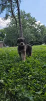 Codename: Brownie, a male Great Pyrenees and Poodle - Standard  for sale in Nicholasville, KY – 3 of 5