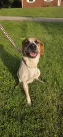 Codename: Booger, a male Great Pyrenees and Poodle - Standard  for sale in Nicholasville, KY – 5 of 5