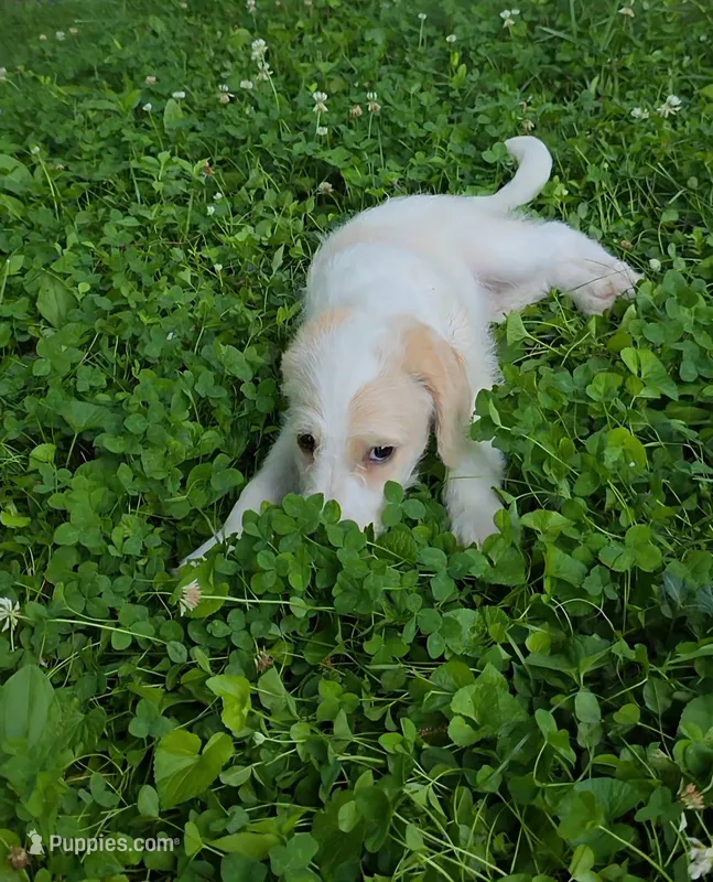 Codename: Whitey – Great Pyrenees, Poodle - Standard  puppy for sale in Nicholasville, KY