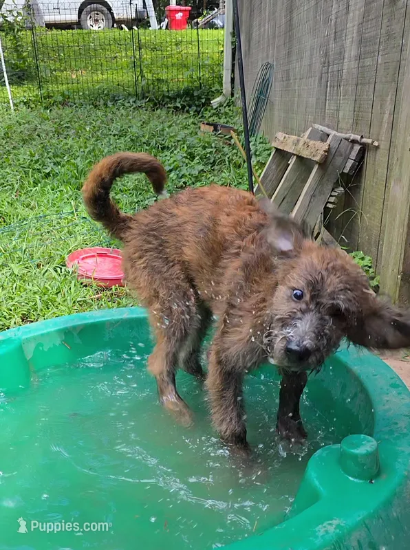 Codename: Brindle – Great Pyrenees, Poodle - Standard  puppy for sale in Nicholasville, KY