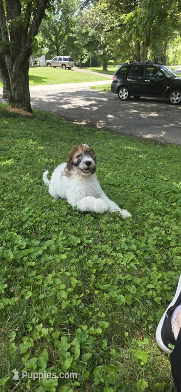 Codename: Booger – Great Pyrenees, Poodle - Standard  puppy for sale in Nicholasville, KY