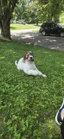 Codename: Booger, a male Great Pyrenees and Poodle - Standard  for sale in Nicholasville, KY – 1 of 8