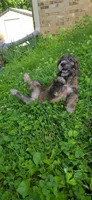 Codename: Brindle, a female Great Pyrenees and Poodle - Standard  for sale in Nicholasville, KY – 3 of 5