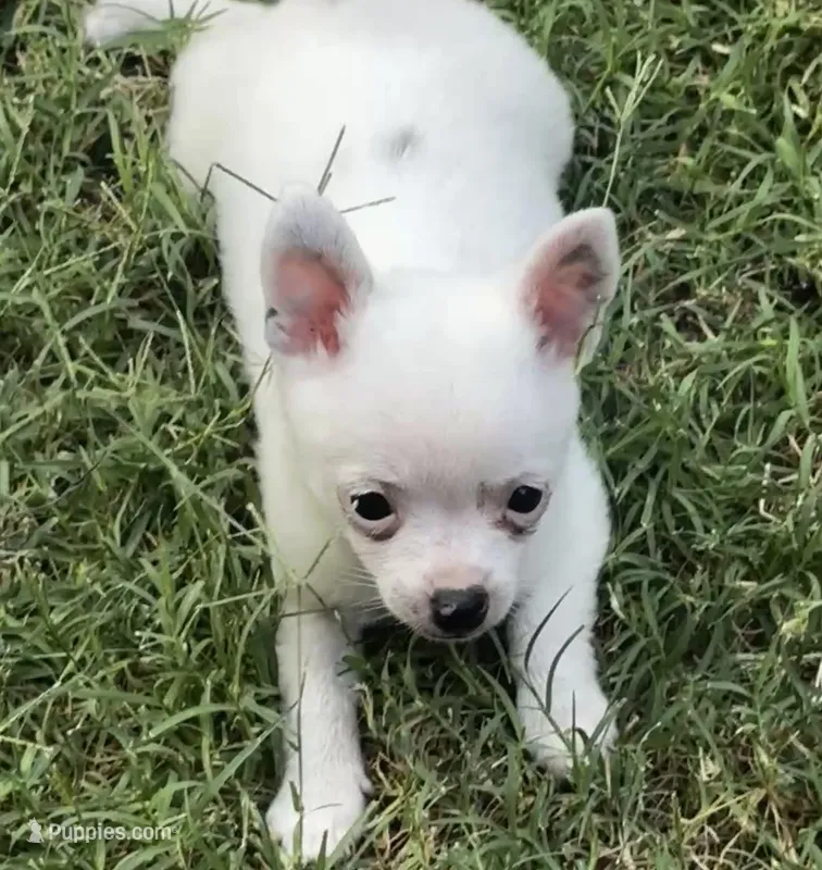 Libby  – Pomeranian, Pomchi puppy for sale in Denton, TX