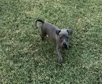 Indie Blue, a female Italian Greyhound and Miniature Dachshund for sale in Denton, TX – 3 of 5