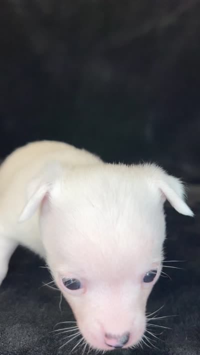 Libby , a female Pomeranian and Pomchi for sale in Denton, TX – 5 of 5