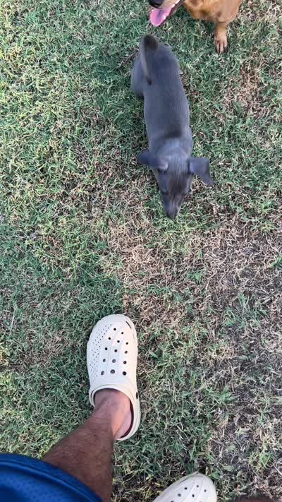 Newton, a male Italian Greyhound and Miniature Dachshund for sale in Denton, TX – 3 of 3