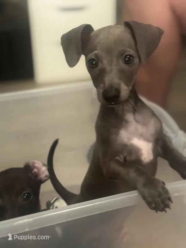 Fig  – Italian Greyhound, Miniature Dachshund puppy for sale in Denton, TX