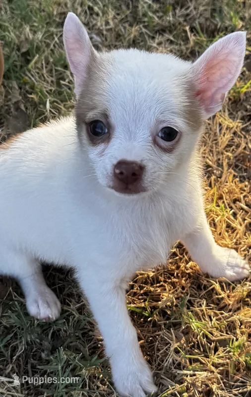 Bambam – Pomeranian, Pomchi puppy for sale in Denton, TX