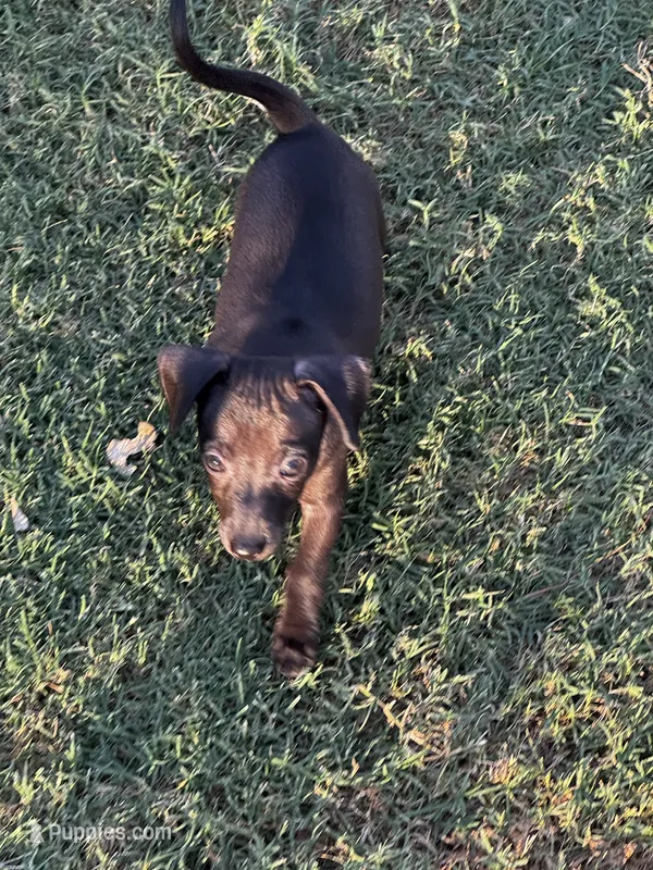 Betty  – Italian Greyhound, Miniature Dachshund puppy for sale in Denton, TX
