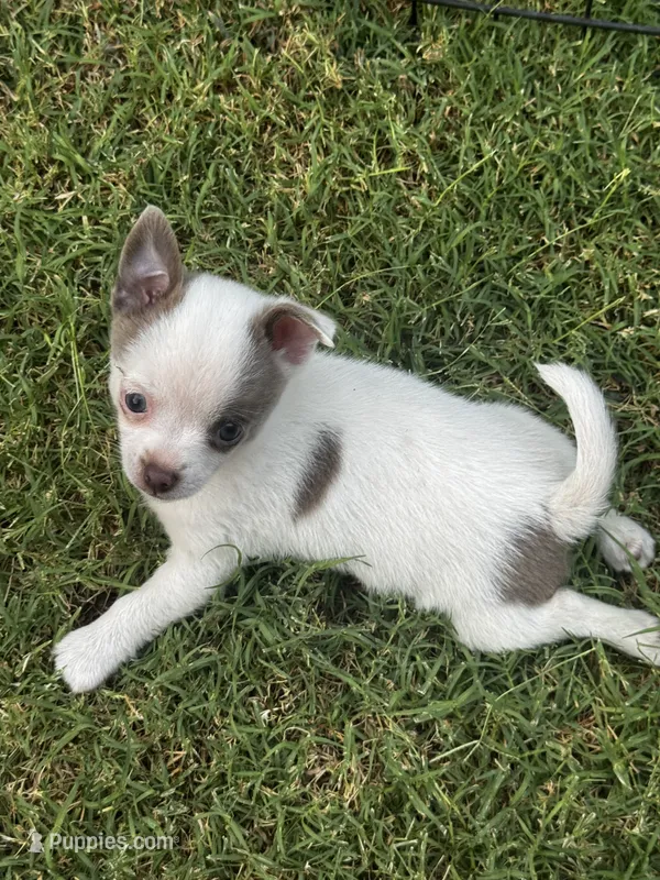 Bidi – Pomeranian, Pomchi puppy for sale in Denton, TX