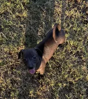 Betty , a female Italian Greyhound and Miniature Dachshund for sale in Denton, TX – 2 of 3