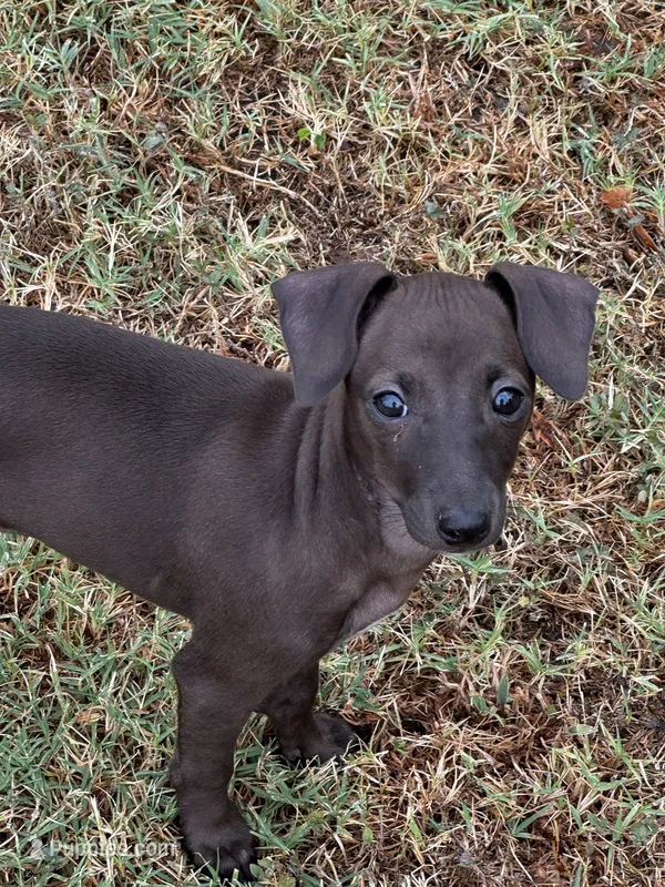 Boop – Italian Greyhound, Miniature Dachshund puppy for sale in Denton, TX