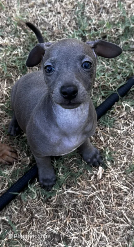 Indie Blue – Italian Greyhound, Miniature Dachshund puppy for sale in Denton, TX