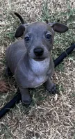 Indie Blue, a female Italian Greyhound and Miniature Dachshund for sale in Denton, TX – 1 of 5