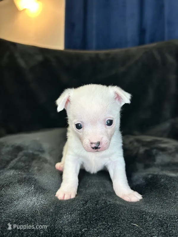 Libby  – Pomeranian, Pomchi puppy for sale in Denton, TX