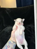 Bidi, a female Pomeranian and Pomchi for sale in Denton, TX – 4 of 5