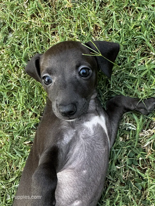 Betty  – Italian Greyhound, Miniature Dachshund puppy for sale in Denton, TX