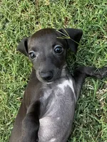 Betty , a  Italian Greyhound and Miniature Dachshund for sale in Denton, TX – 1 of 3
