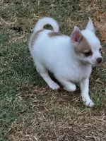 Bambam, a male Pomeranian and Pomchi for sale in Denton, TX – 3 of 6