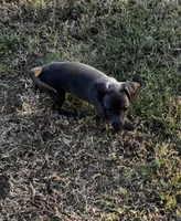 Newton, a male Italian Greyhound and Miniature Dachshund for sale in Denton, TX – 1 of 3