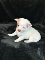 Bambam, a male Pomeranian and Pomchi for sale in Denton, TX – 3 of 5