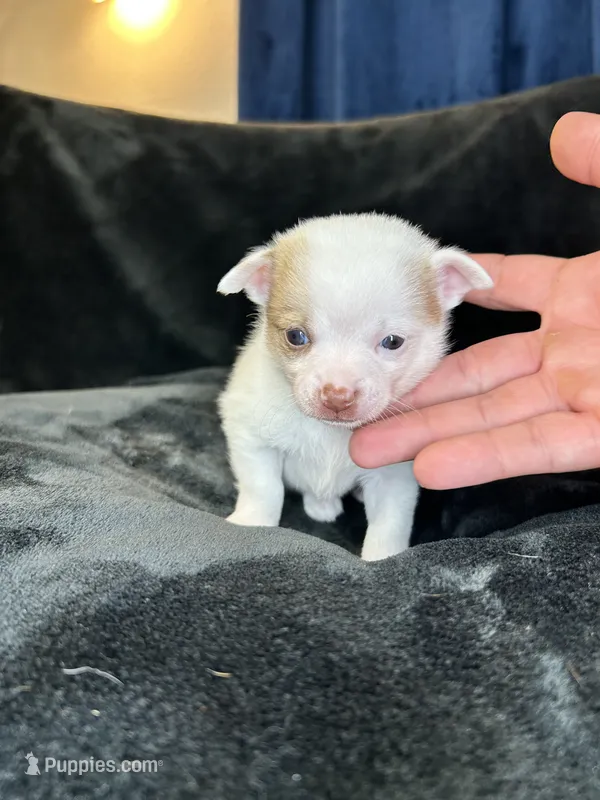 Bambam – Pomeranian, Pomchi puppy for sale in Denton, TX