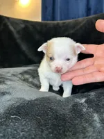 Bambam, a male Pomeranian and Pomchi for sale in Denton, TX – 1 of 5