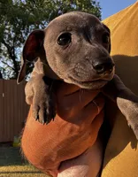 Fig , a male Italian Greyhound and Miniature Dachshund for sale in Denton, TX – 2 of 3
